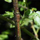 Schabrackenlibelle..leider nicht..aber Keilfleck-Libelle (Aeshna isoceles)
