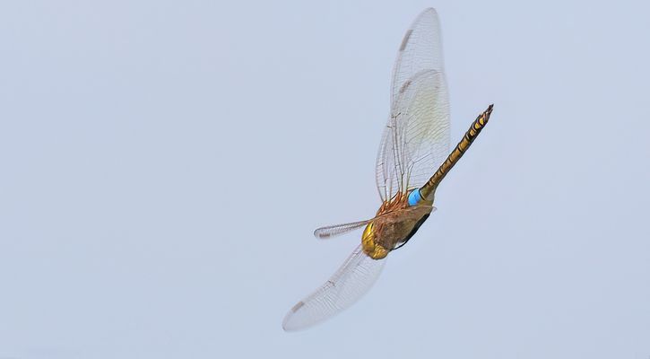 Schabrackenlibibelle...ND 