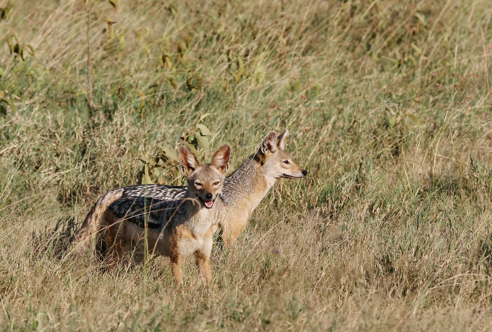 Schabrackenschakal (Canis mesomelas)