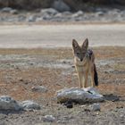 Schabrackenschakal (Canis mesomelas)