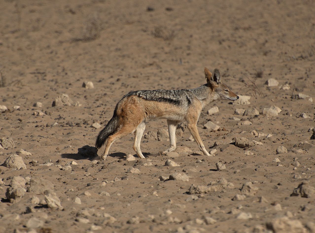 Schabrackenschakal (Canis mesomelas)