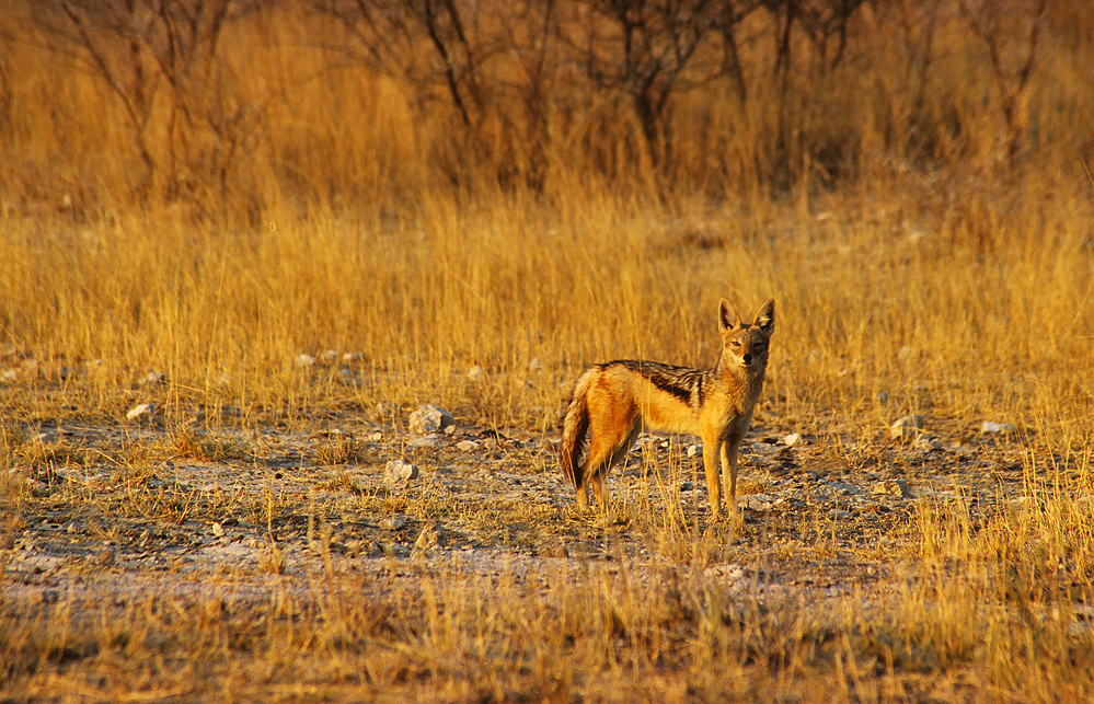 Schabrackenschakal Etosha