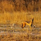 Schabrackenschakal Etosha