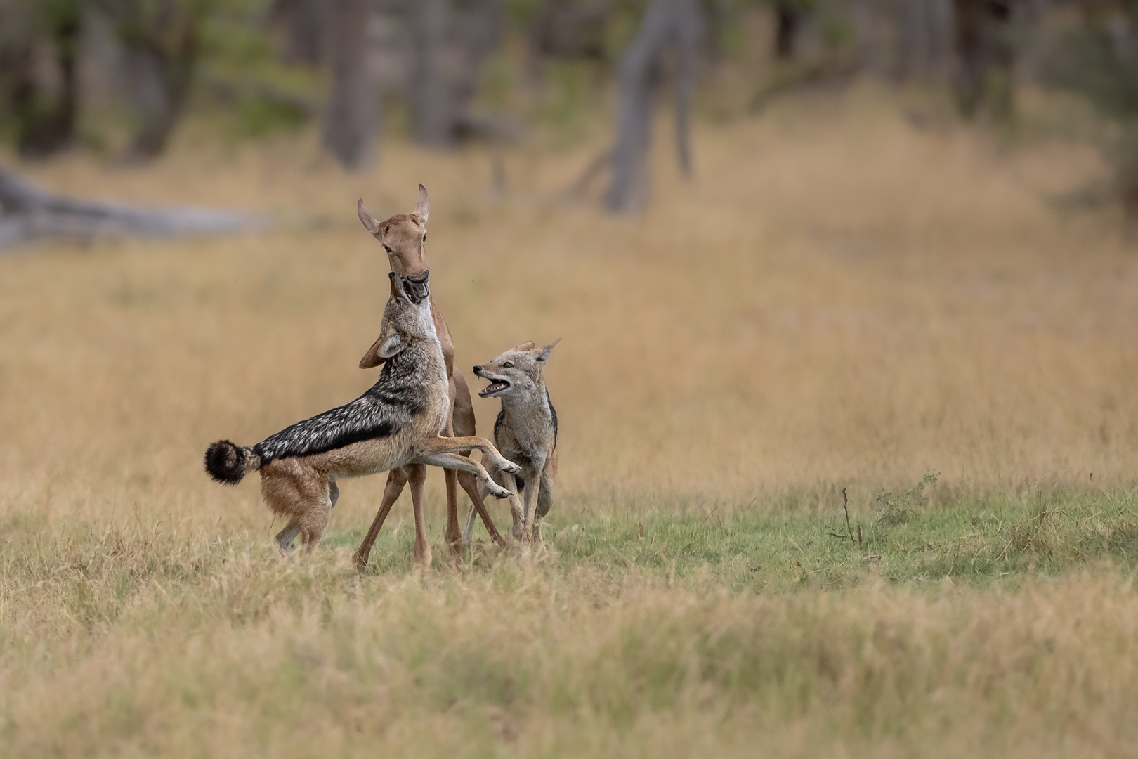 Schabrackenschakal gegen Tsessebee Kalb