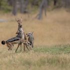 Schabrackenschakal gegen Tsessebee Kalb