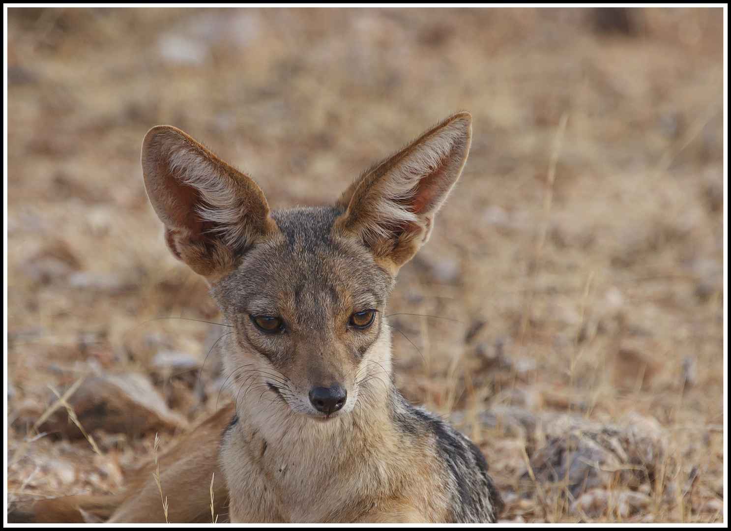 " Schabrackenschakal im Samburu-Nationalpark "