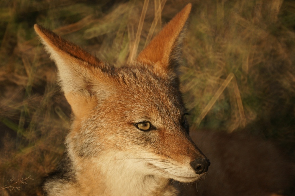 Schabrackenschakal in Botswana