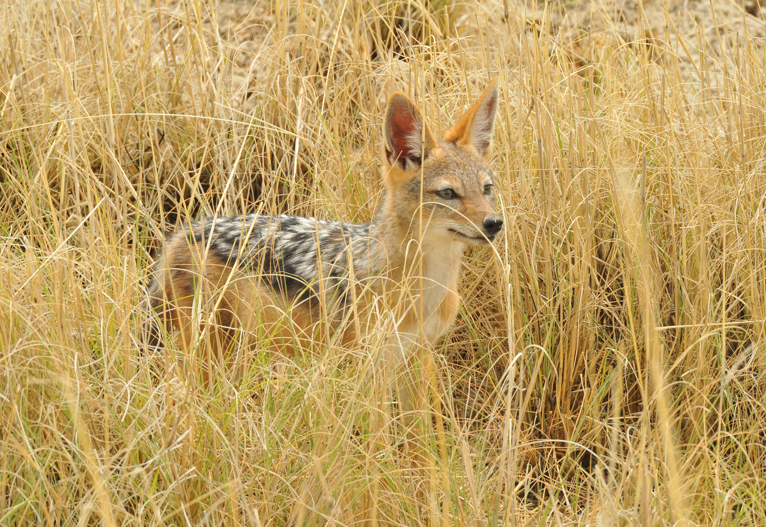 Schabrackenschakal in der Nähe von Namutoni - Etoscha NP - Namibia