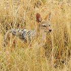 Schabrackenschakal in der Nähe von Namutoni - Etoscha NP - Namibia