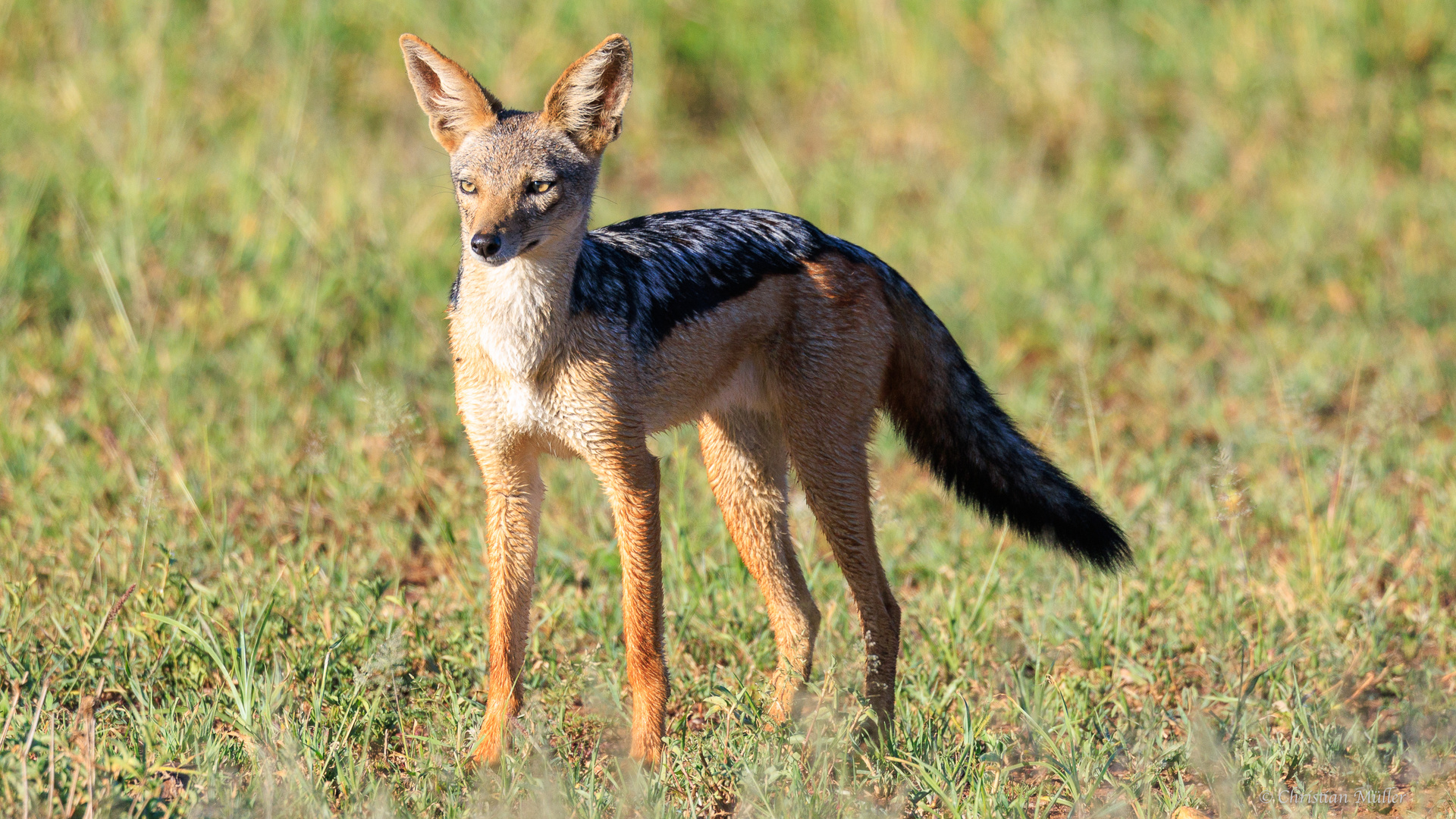 Schabrackenschakal in Serengeti 1