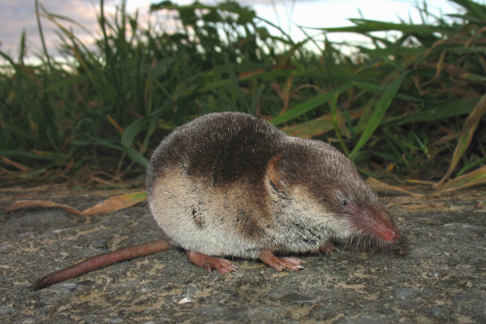 Schabrackenspitzmaus,  Sorex coronatus, Crowned shrew