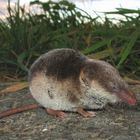 Schabrackenspitzmaus,  Sorex coronatus, Crowned shrew