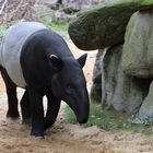 Schabrackentapir