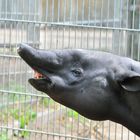 Schabrackentapir