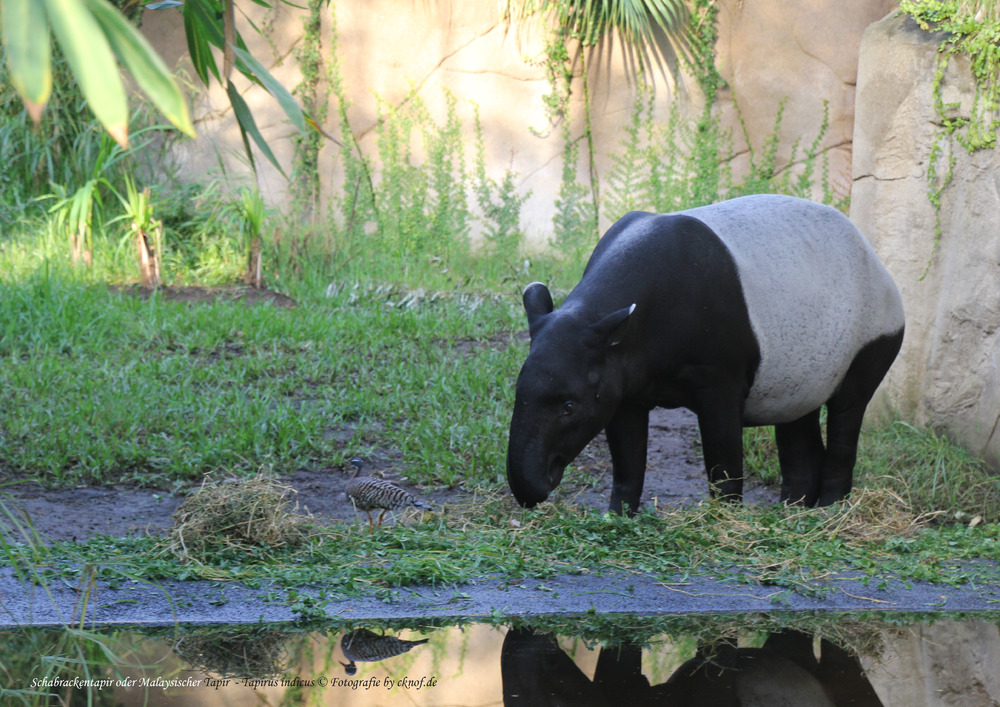 Schabrackentapir