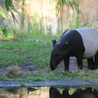 Schabrackentapir