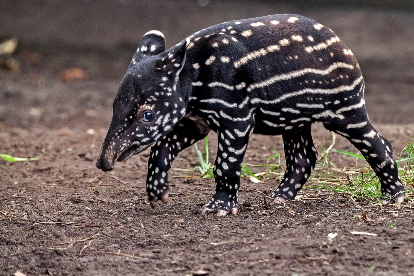 Schabrackentapir