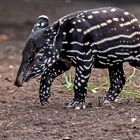 Schabrackentapir