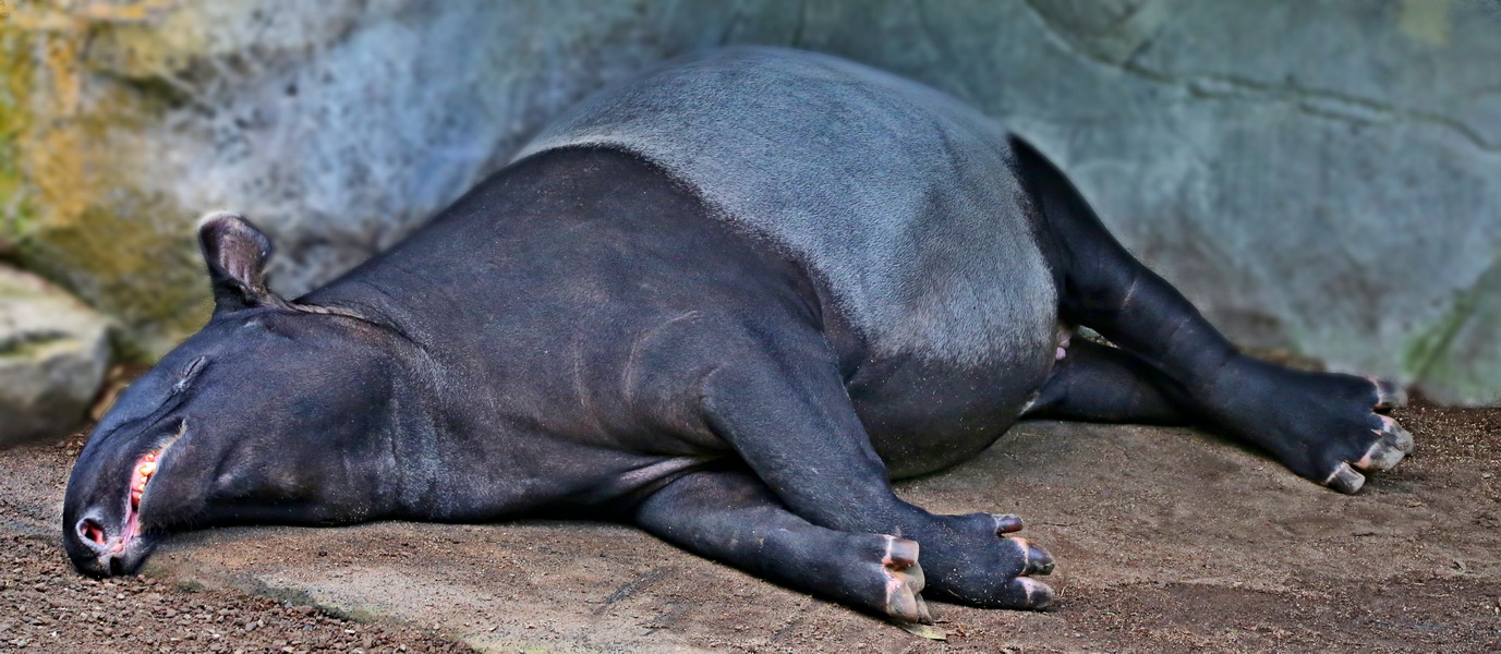 Schabrackentapir