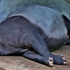 Schabrackentapir