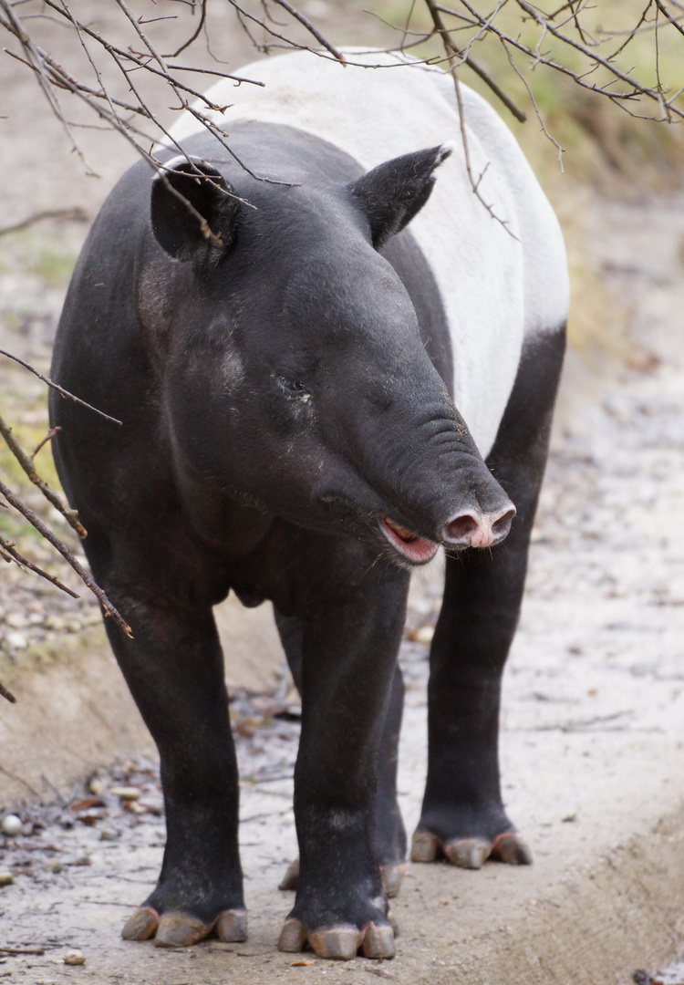 Schabrackentapir im Tierpark Hellabrunn