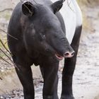 Schabrackentapir im Tierpark Hellabrunn