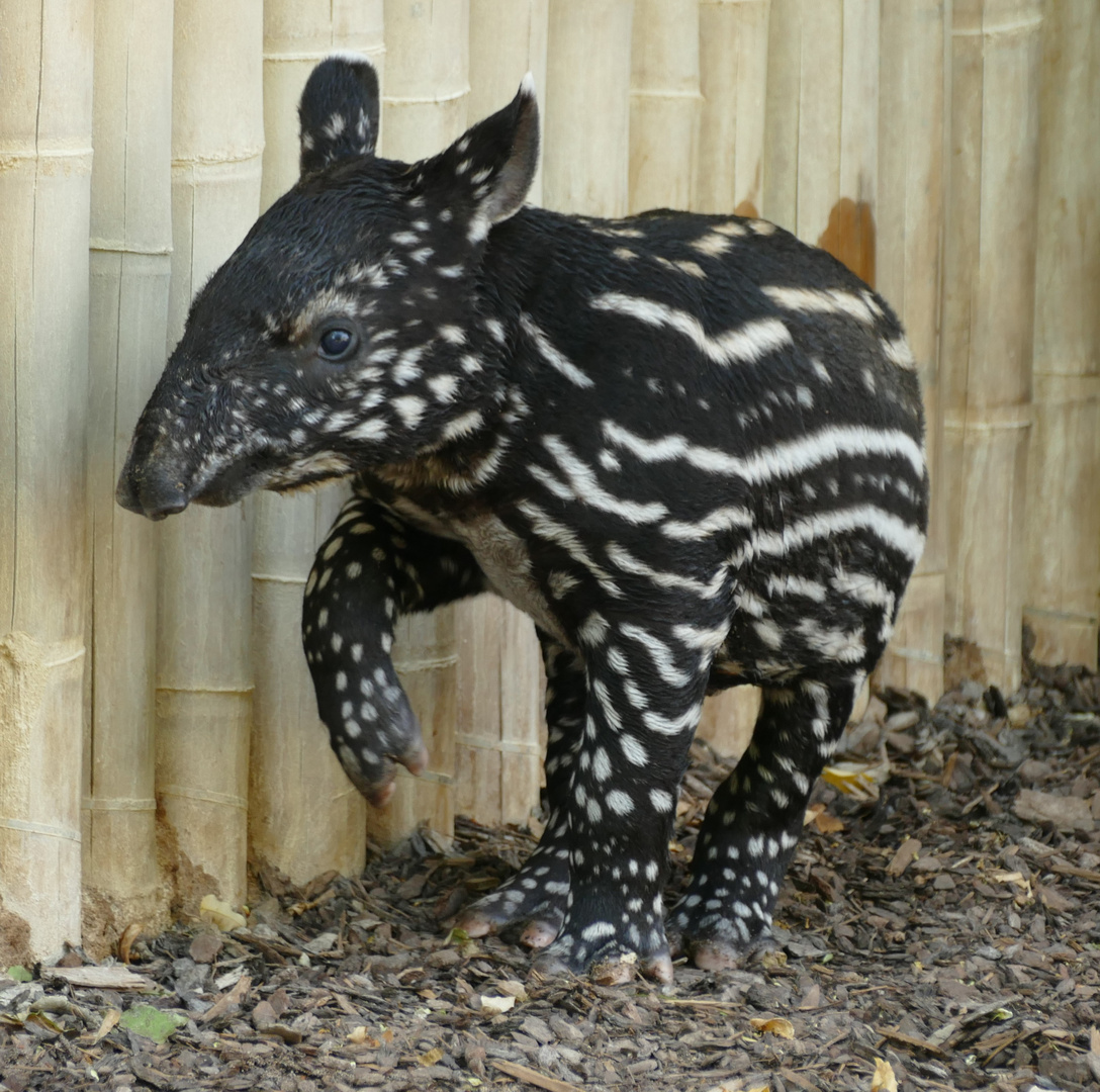 Schabrackentapir-Nachwuchs in der Stuttgarter Wilhelma