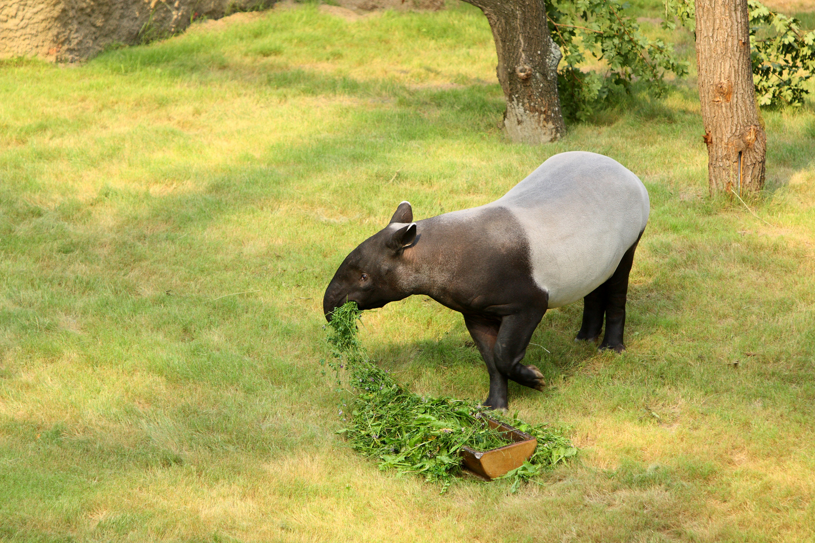Schabrackentapir (Tapirus indicus)