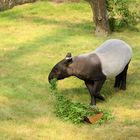 Schabrackentapir (Tapirus indicus)