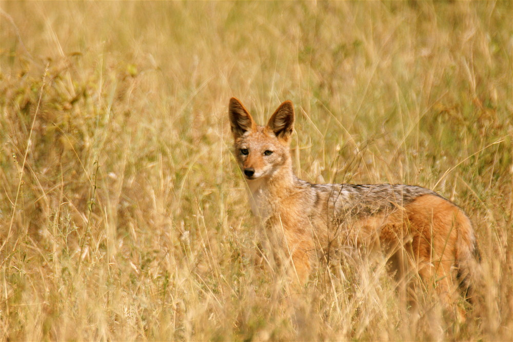 Schabrakenschakal - Canis mesomelas