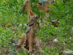 Schabrakenschakal im Balule Nature Reserve