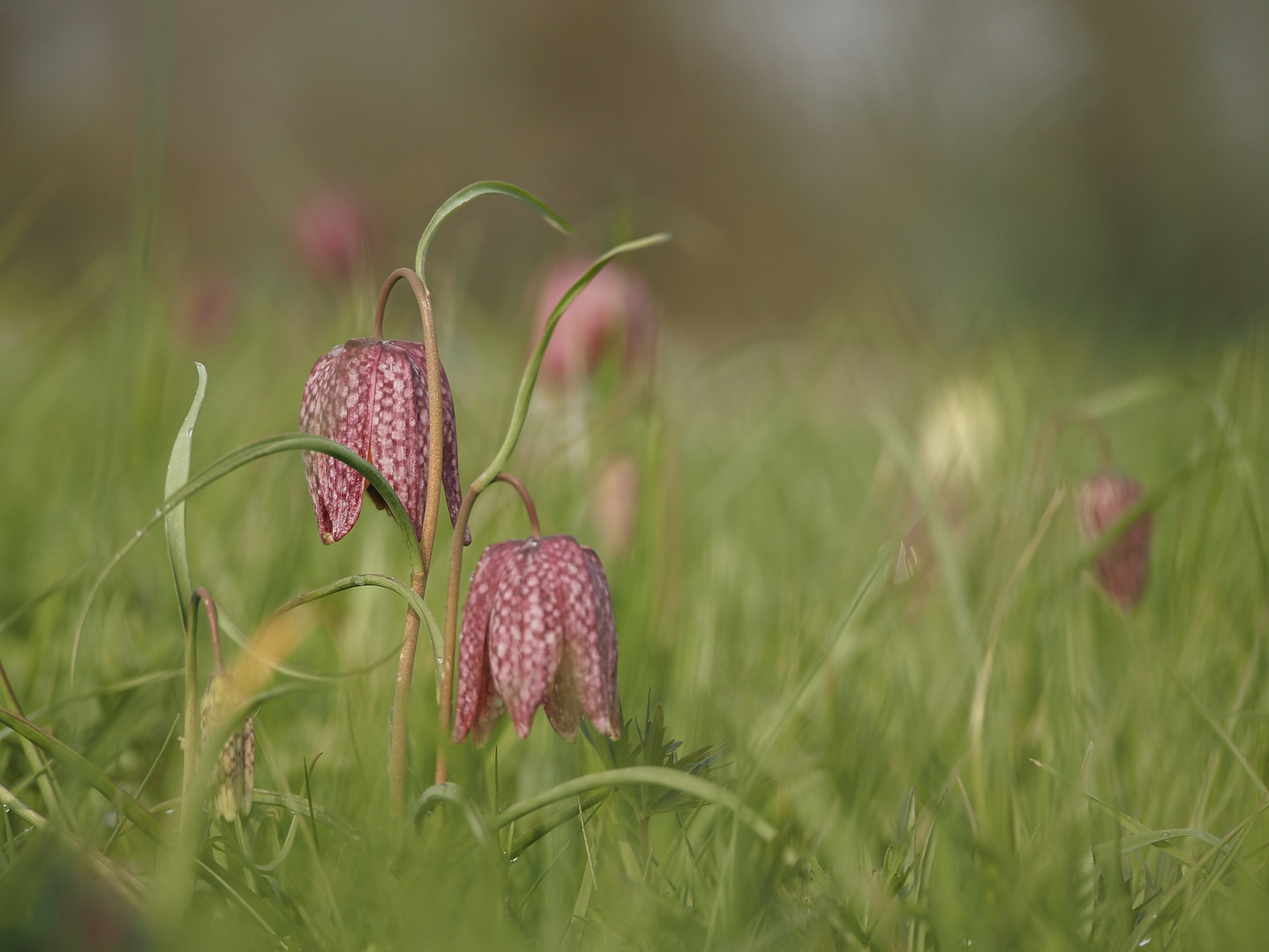 "Schach" dem Frühling