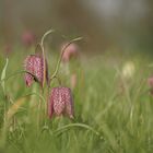 "Schach" dem Frühling