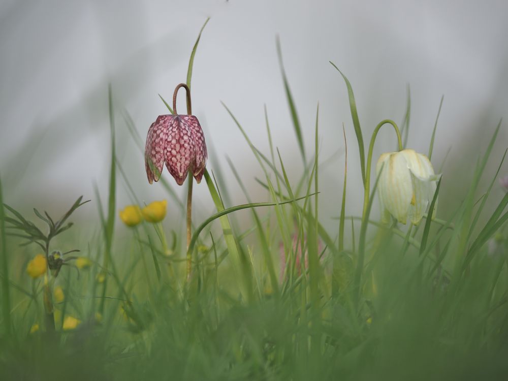 "Schach" dem Frühling