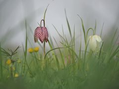 "Schach" dem Frühling