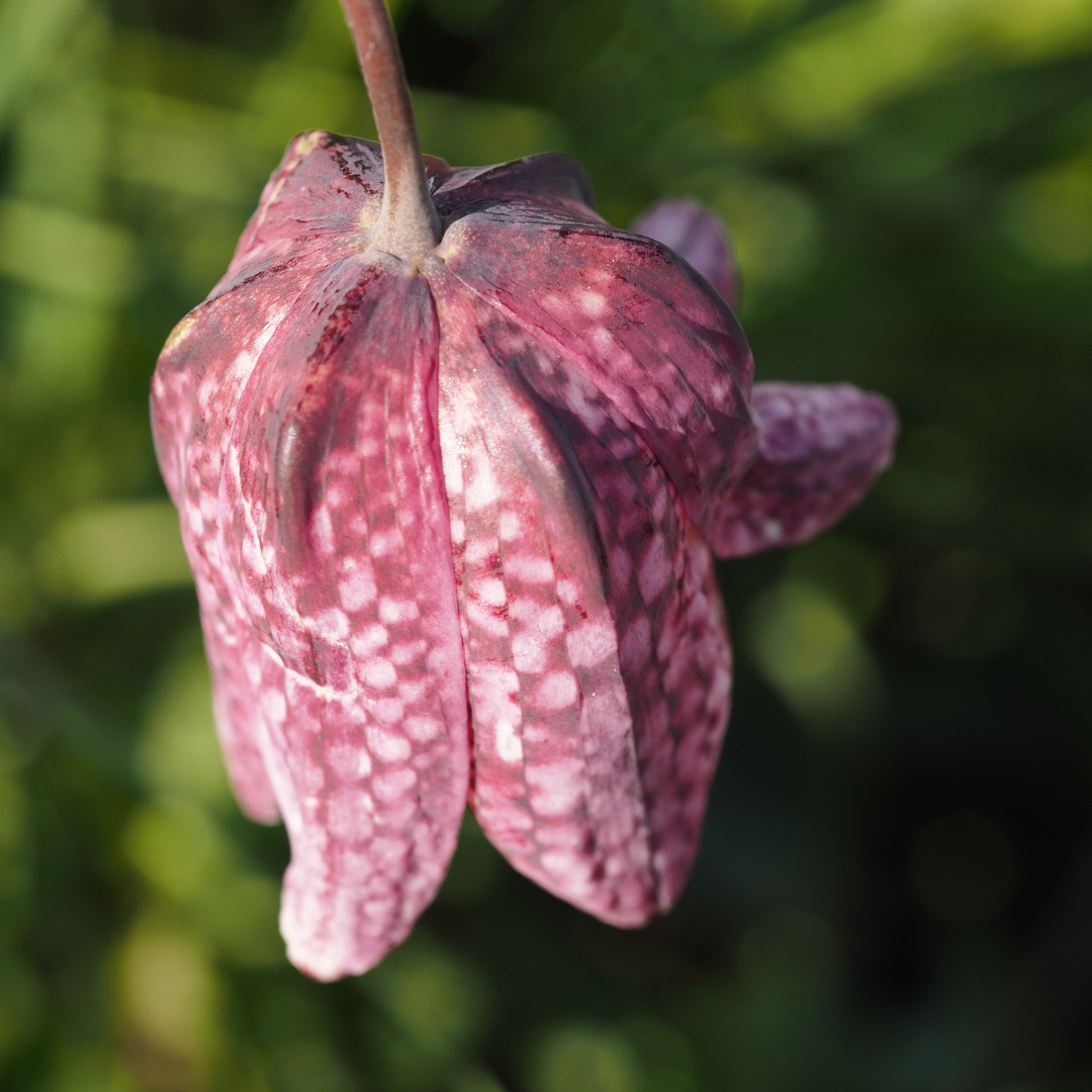 Schach der Blume