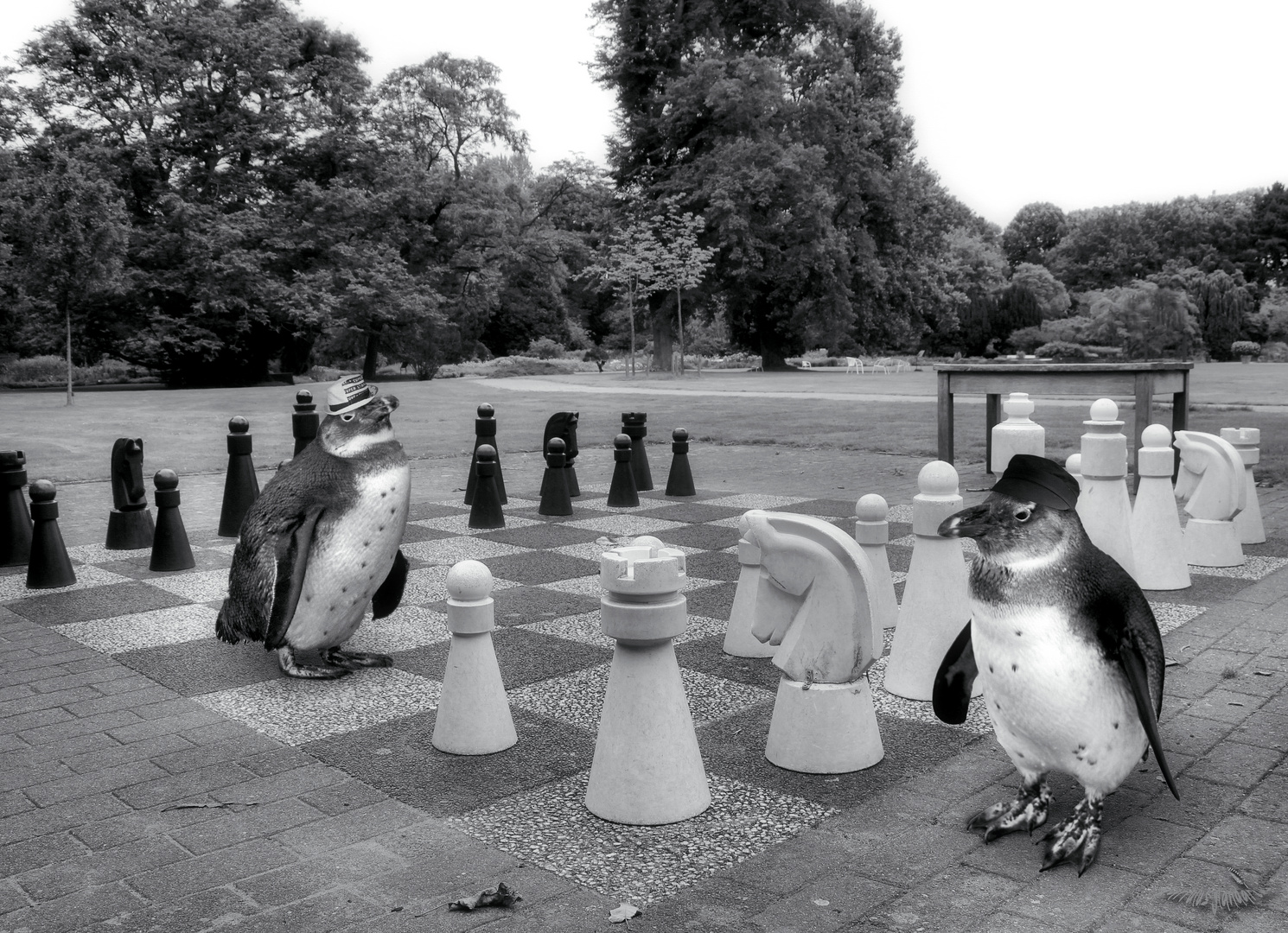 Schach im Stadtpark 