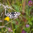 Schach in der Sommerwiese