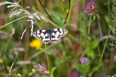 Schach in der Sommerwiese