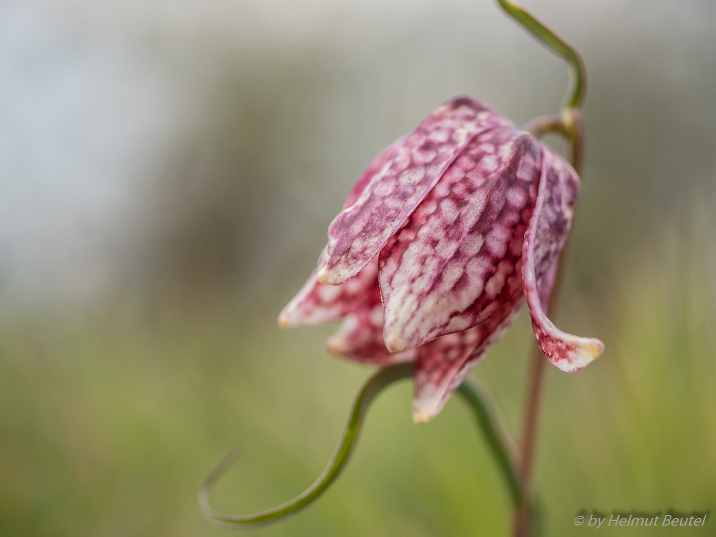 Schachbetttblume