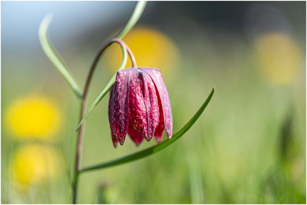 Schachblume