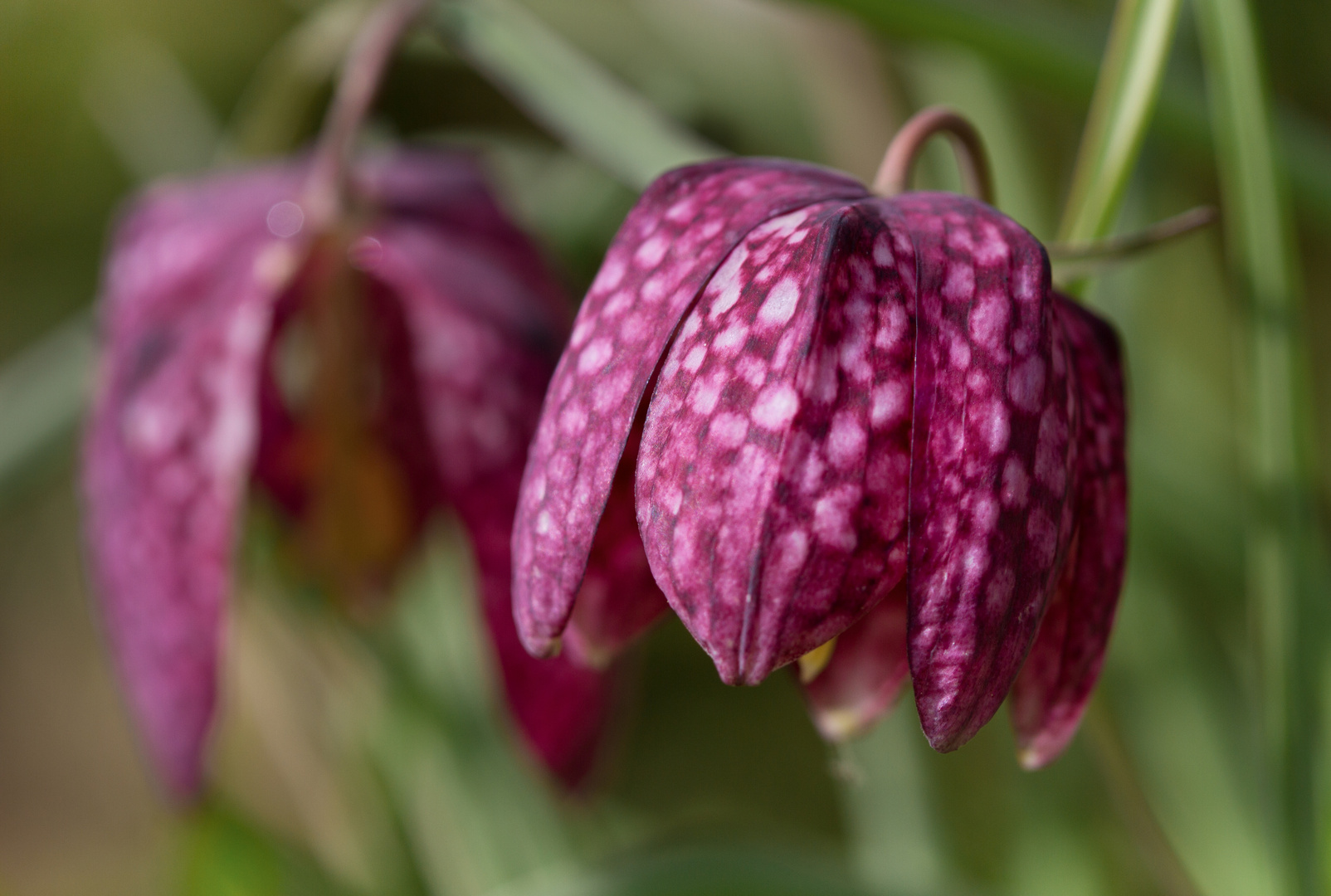 schachblume