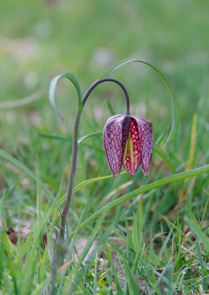 Schachblume