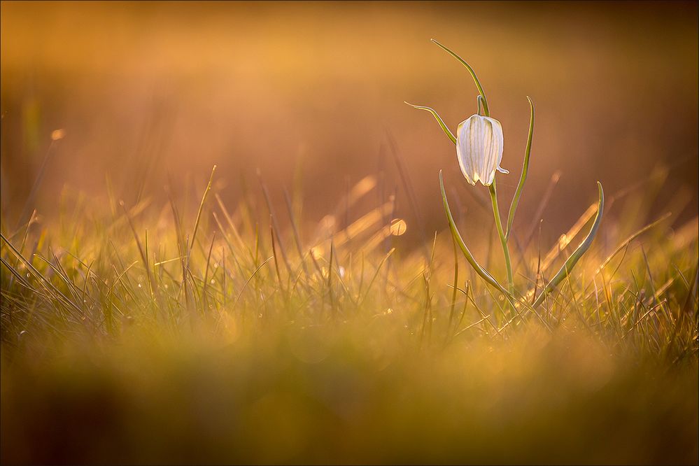 Schachblume