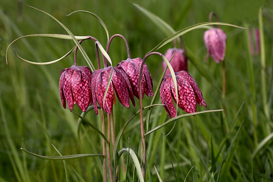 Schachblume