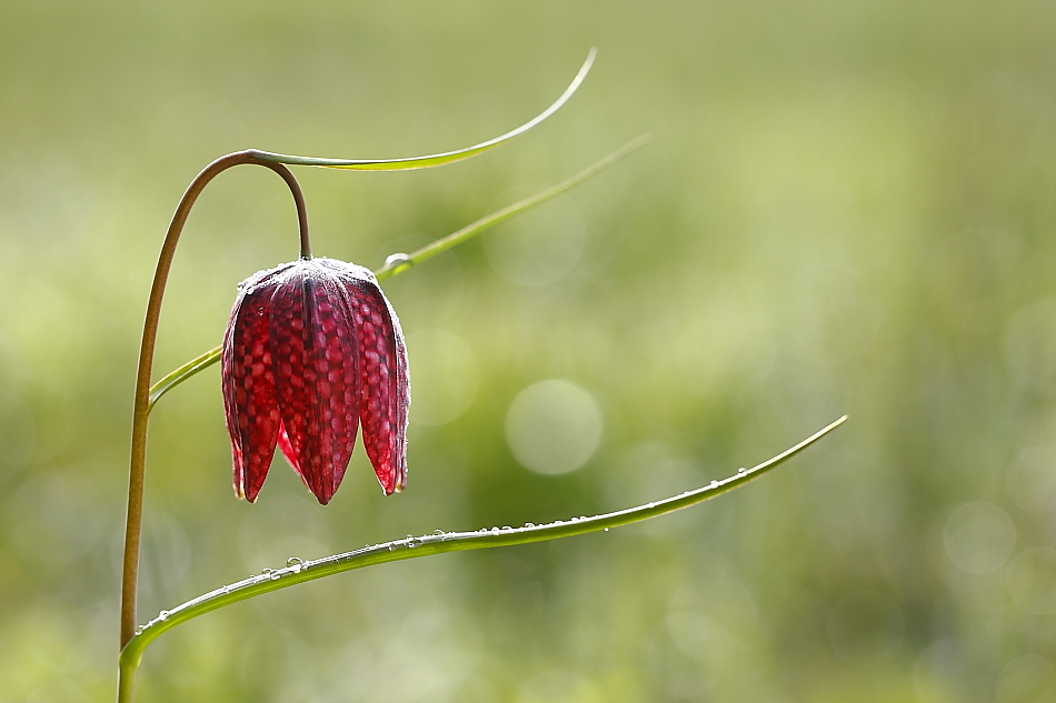 Schachblume