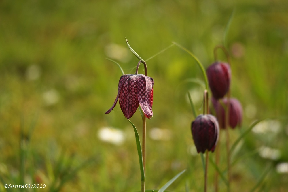 Schachblume