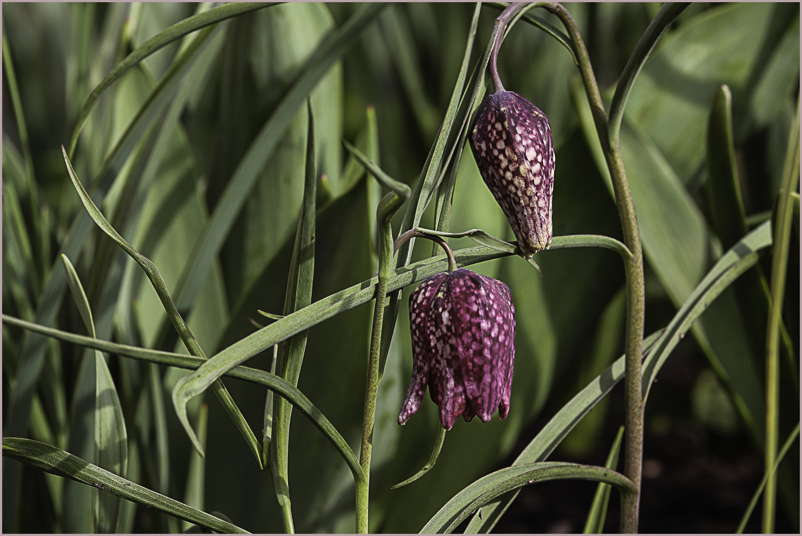 Schachblume