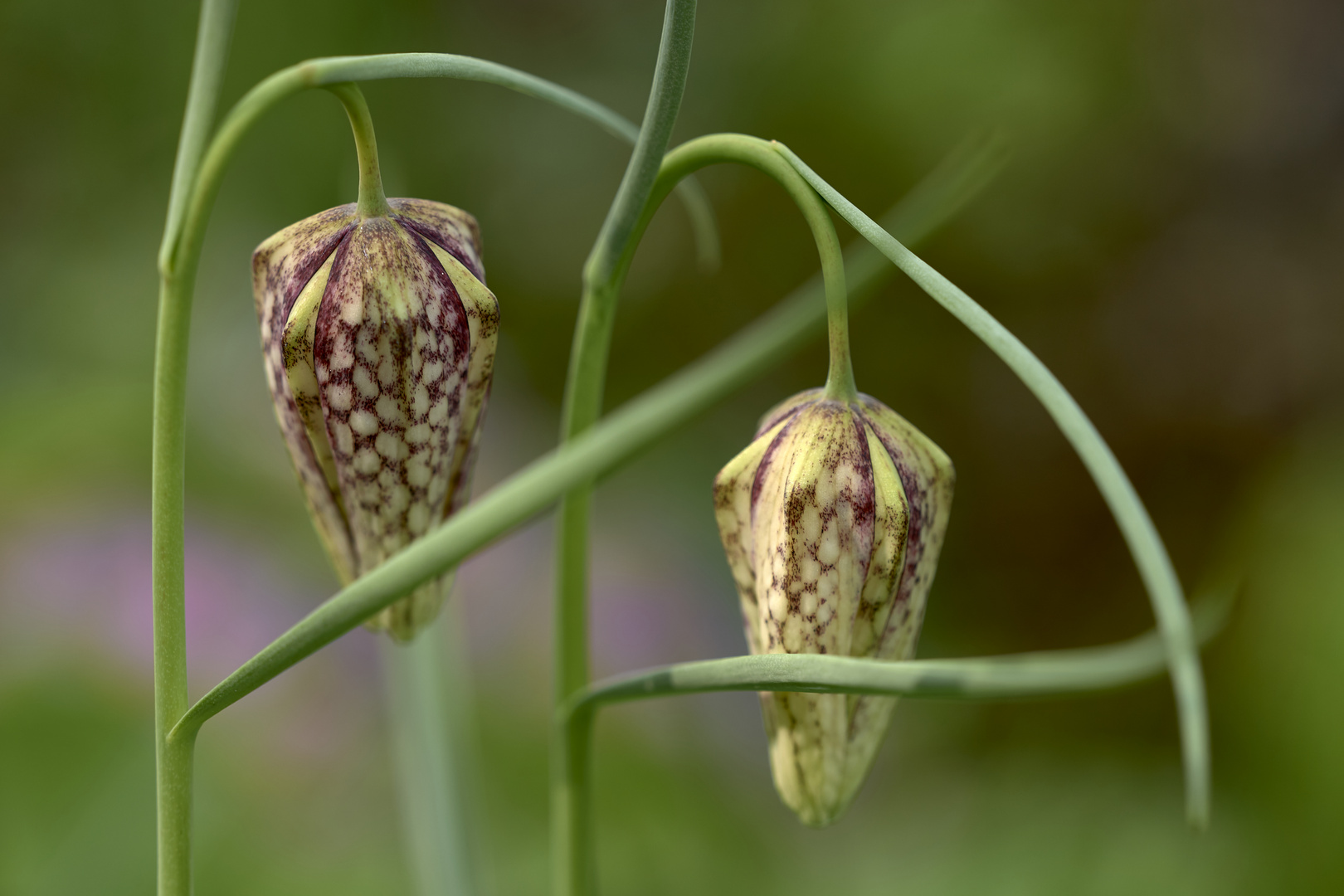 Schachblume