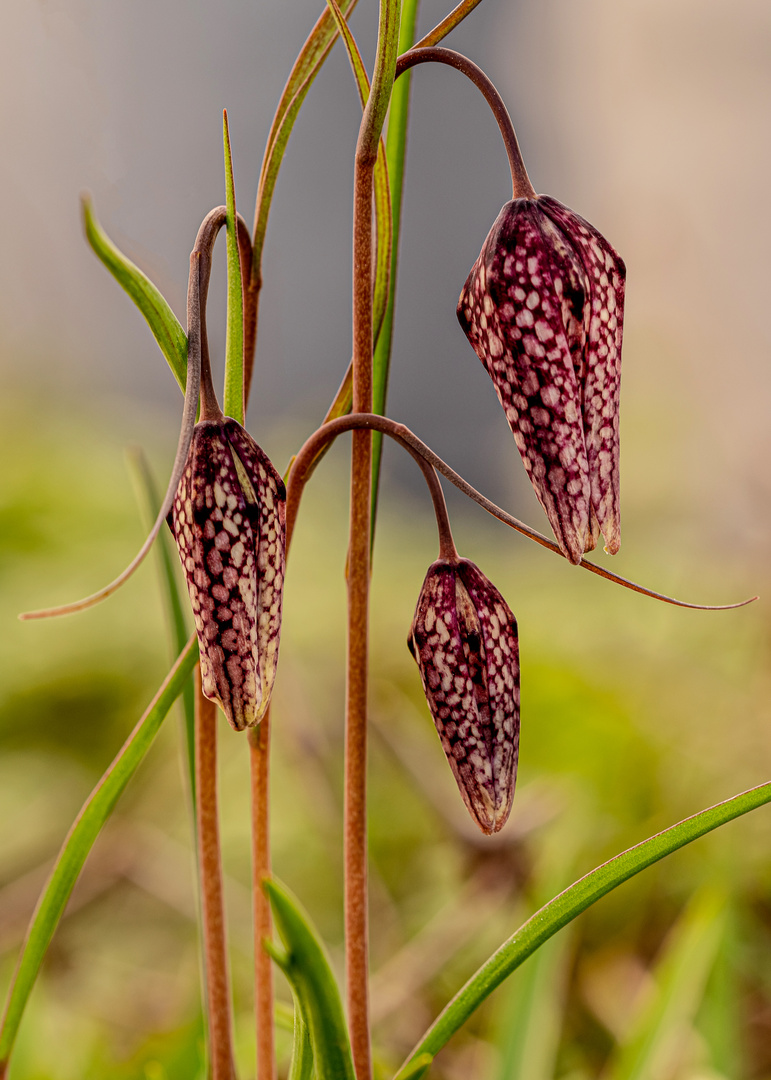 Schachblume